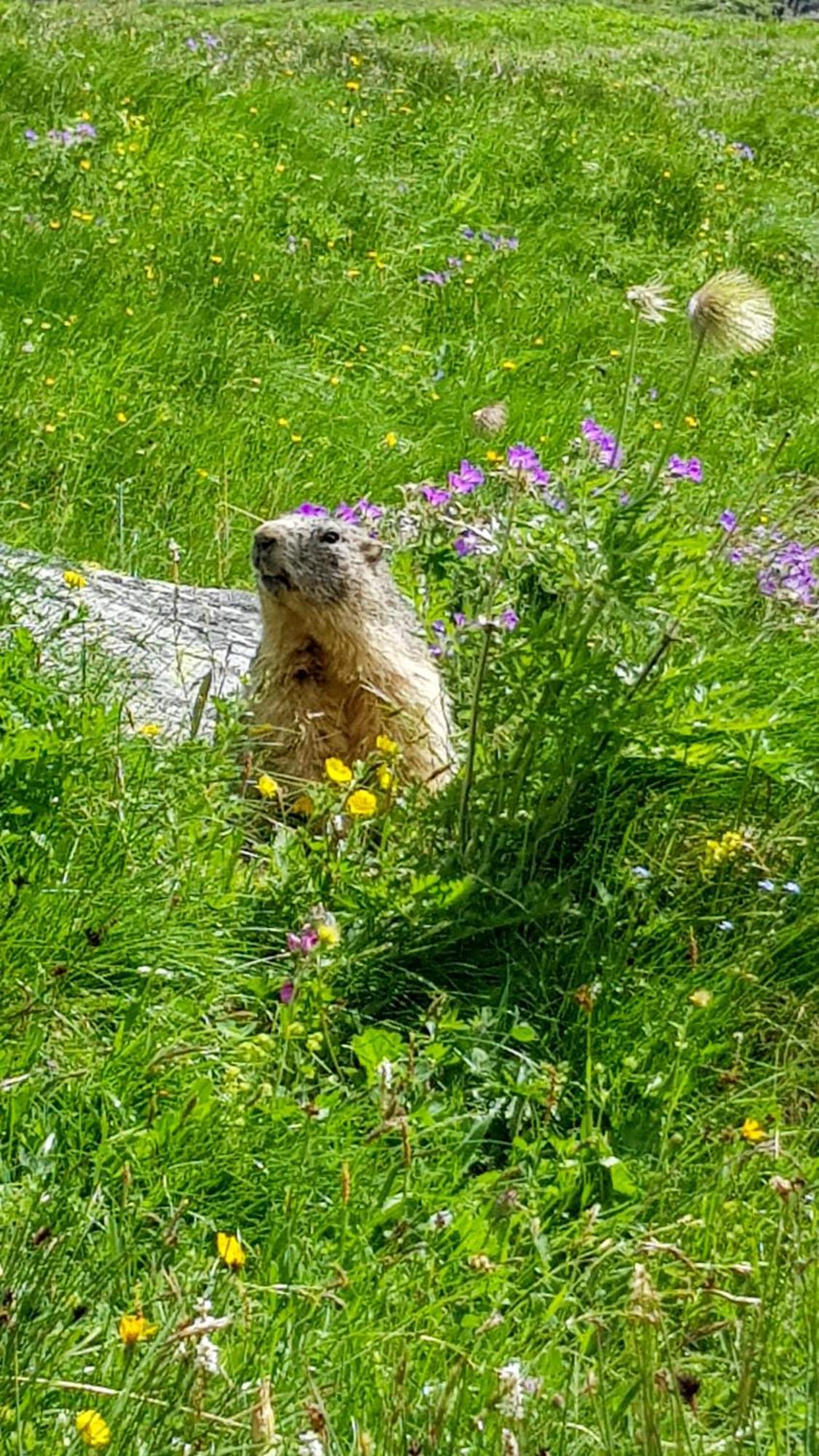 Aux Portes Du Parc National De La Vanoise Appartement Termignon Val Cenis Avec Wifi Exterior foto